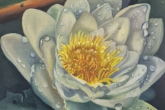 Nymphaea_alba_50x50_OaL