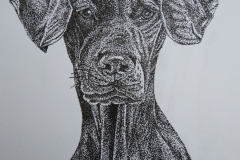 Weimaraner