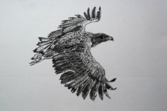 Z_Seeadler16